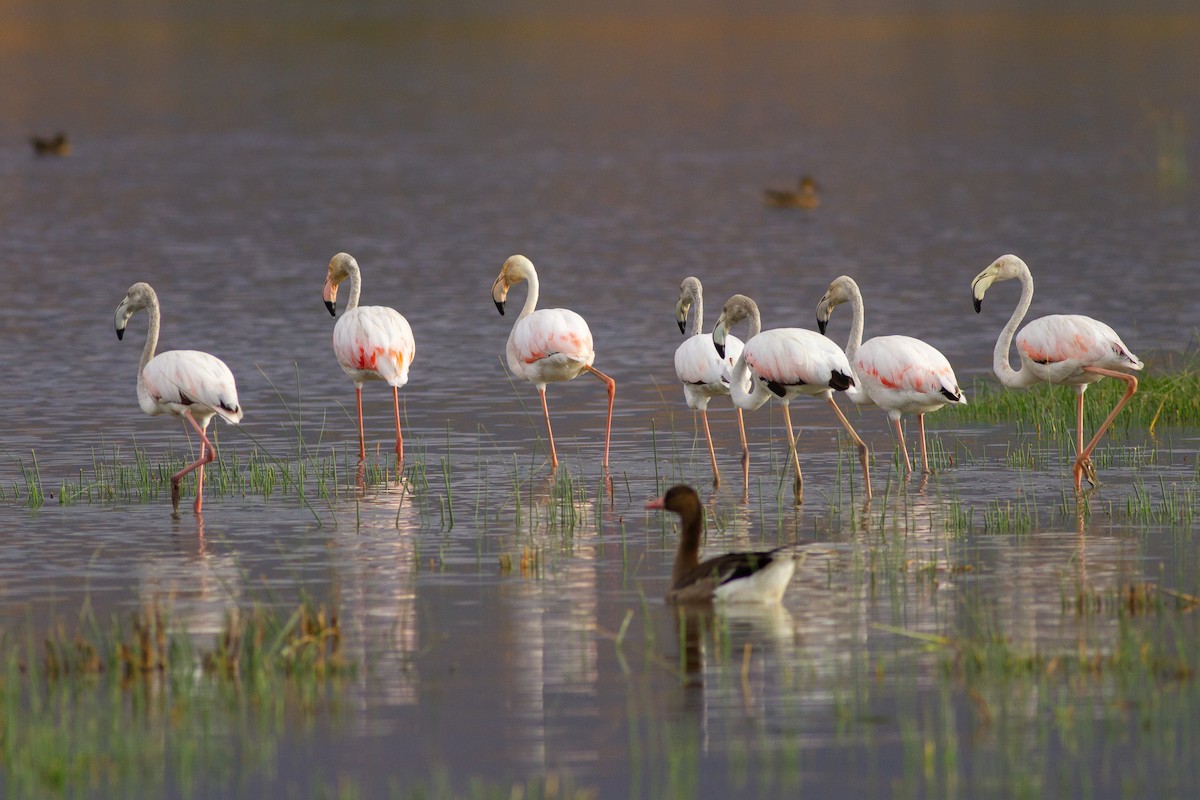 Greater Flamingo - Zsombor Károlyi