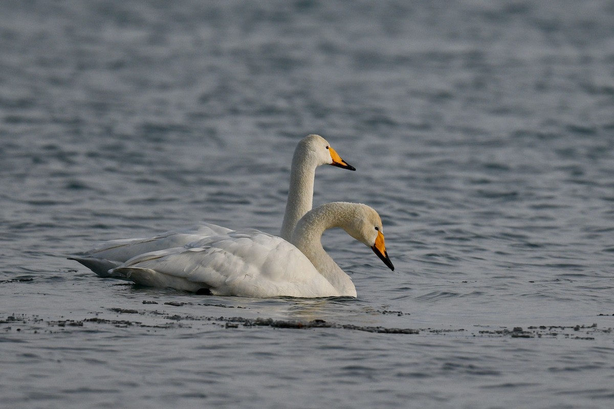 Whooper Swan - Jacques Erard