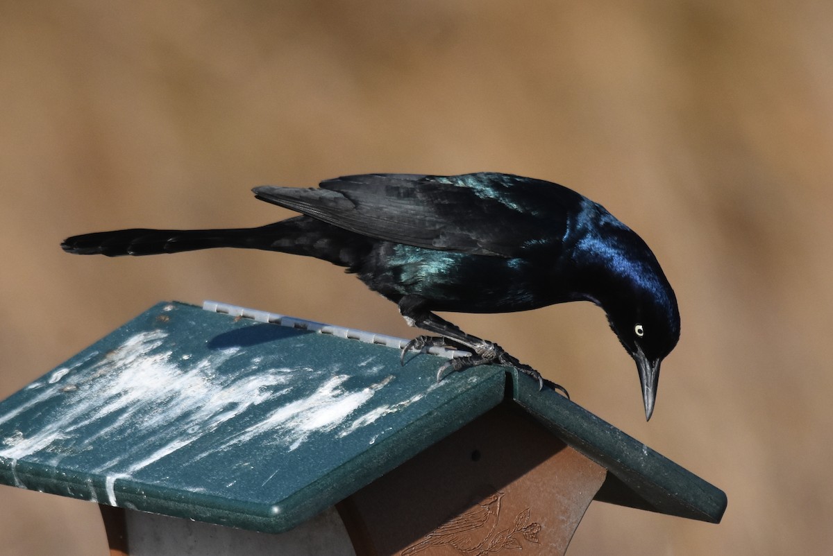 Boat-tailed Grackle - ML615540543