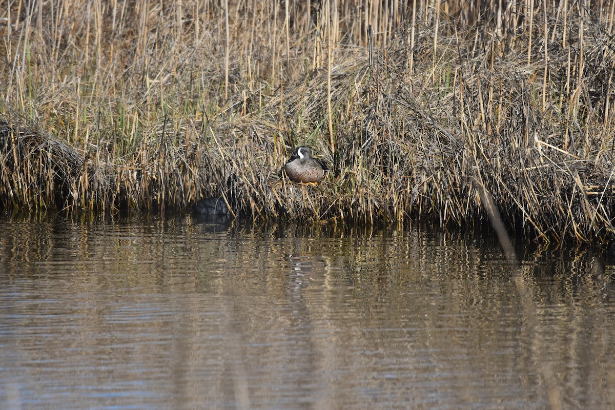 Blue-winged Teal - Michael Schall
