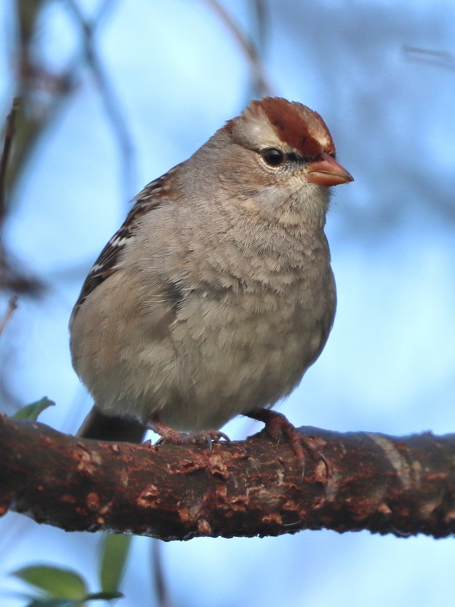 White-crowned Sparrow - Jason Leifester