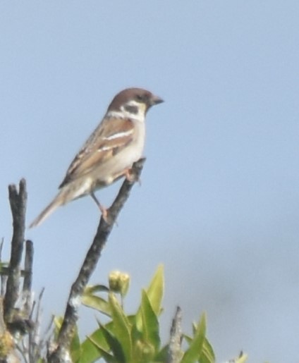 Eurasian Tree Sparrow - ML615540997