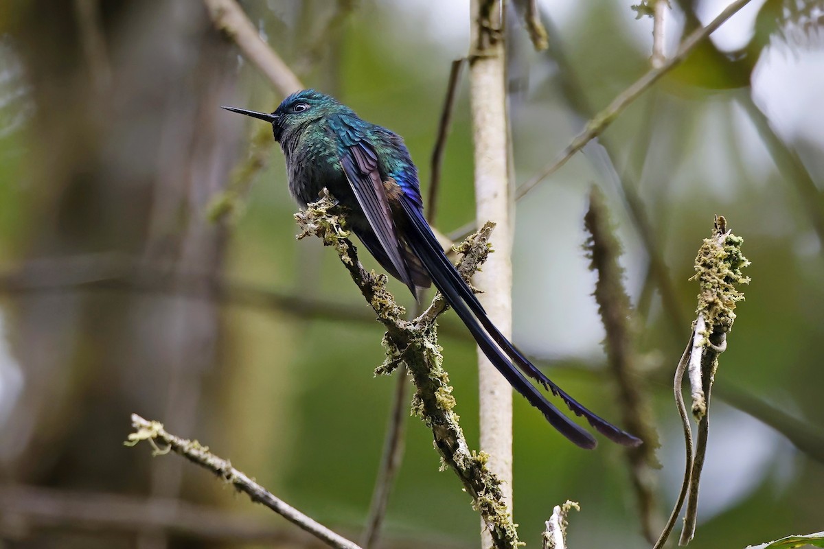 Violet-tailed Sylph - ML615541332