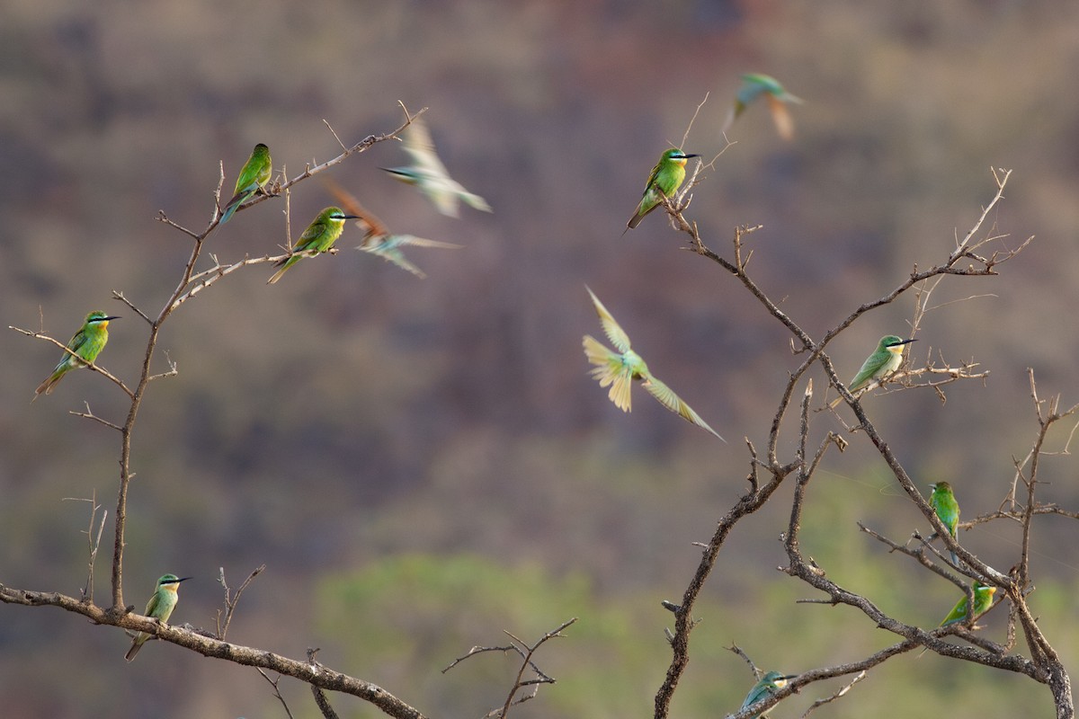 Blue-cheeked Bee-eater - ML615541406