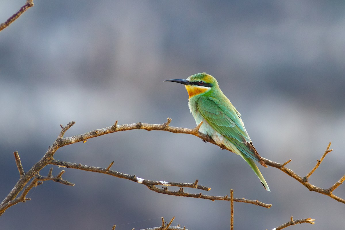 Blue-cheeked Bee-eater - Zsombor Károlyi