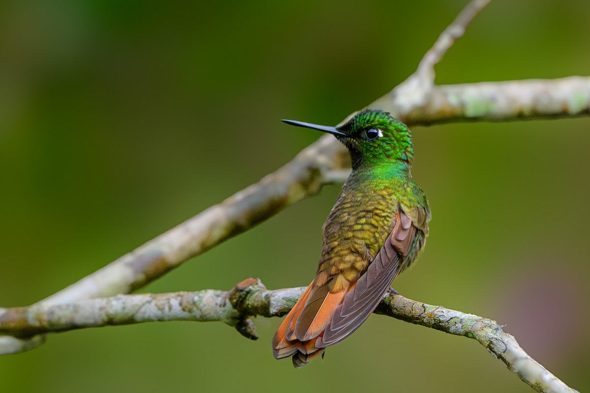kolibřík brazilský - ML615541492