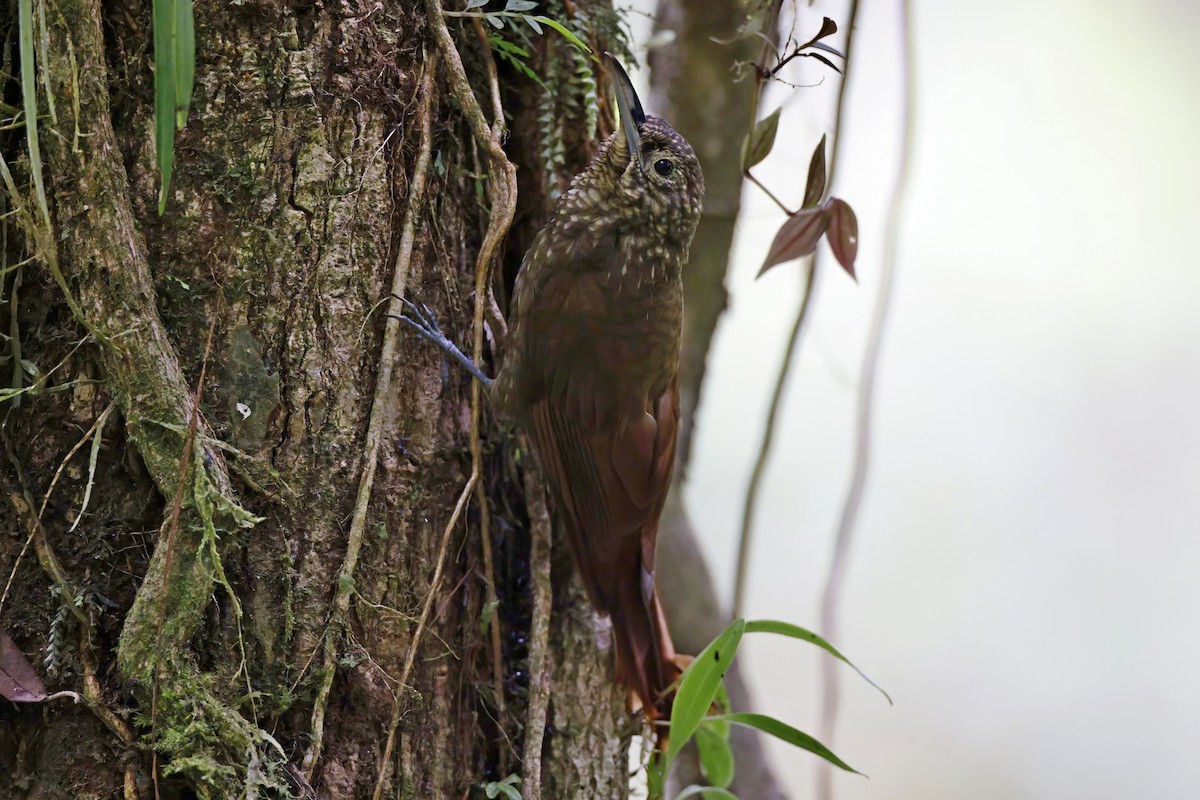 Spotted Woodcreeper - ML615541493