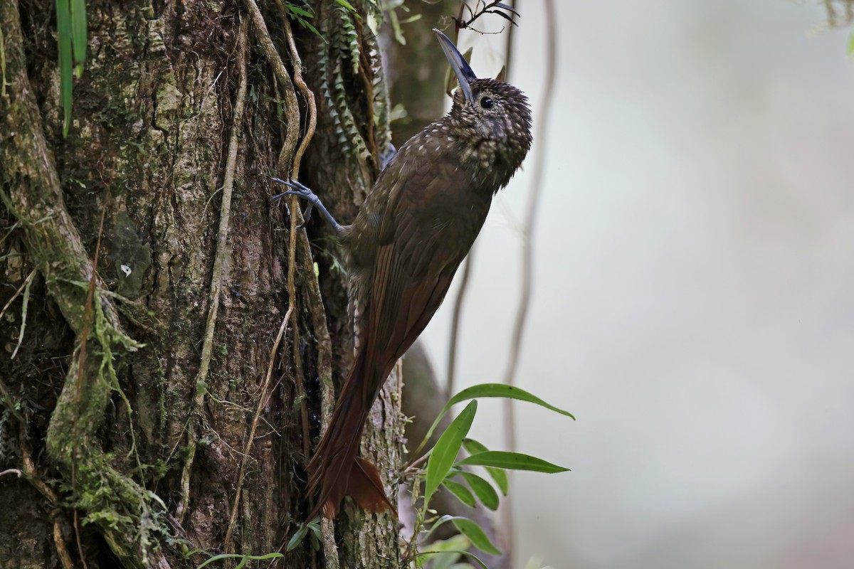 Spotted Woodcreeper - ML615541494