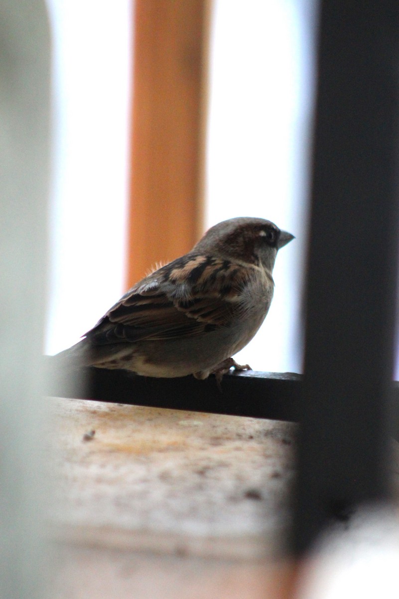 House Sparrow - ML615541556