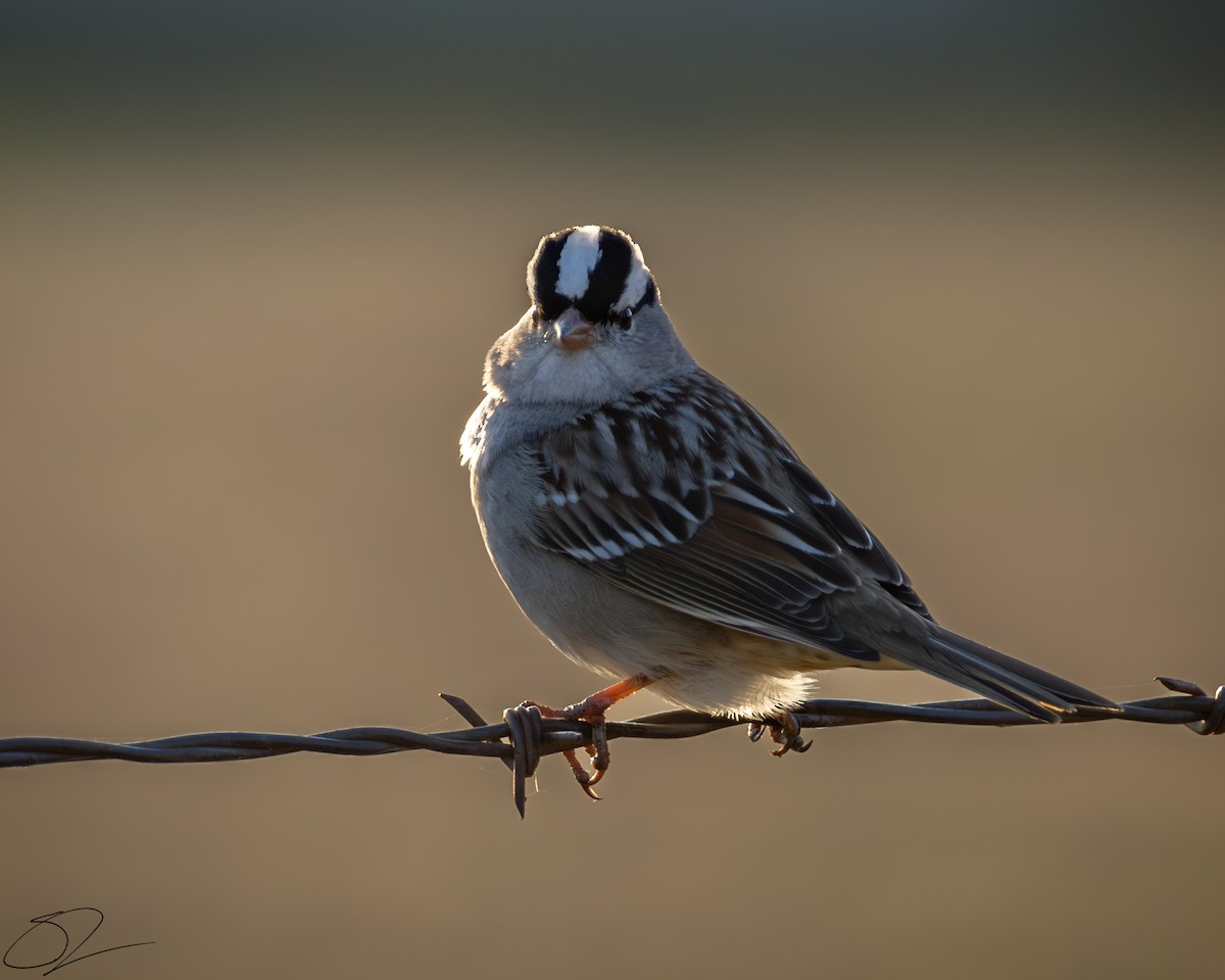 White-crowned Sparrow - Stephen Lawrence