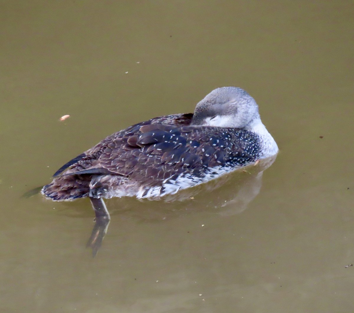 Red-throated Loon - ML615541776