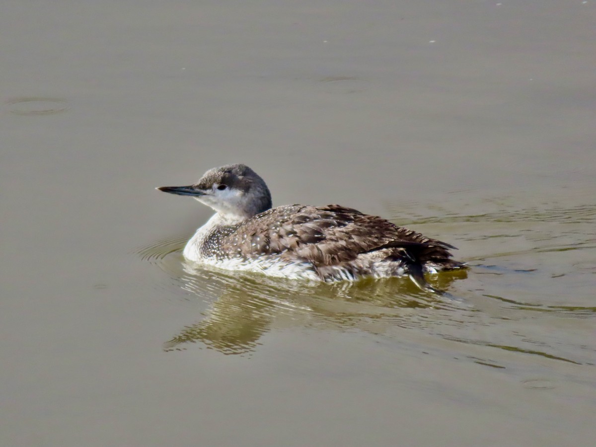 Red-throated Loon - ML615541777