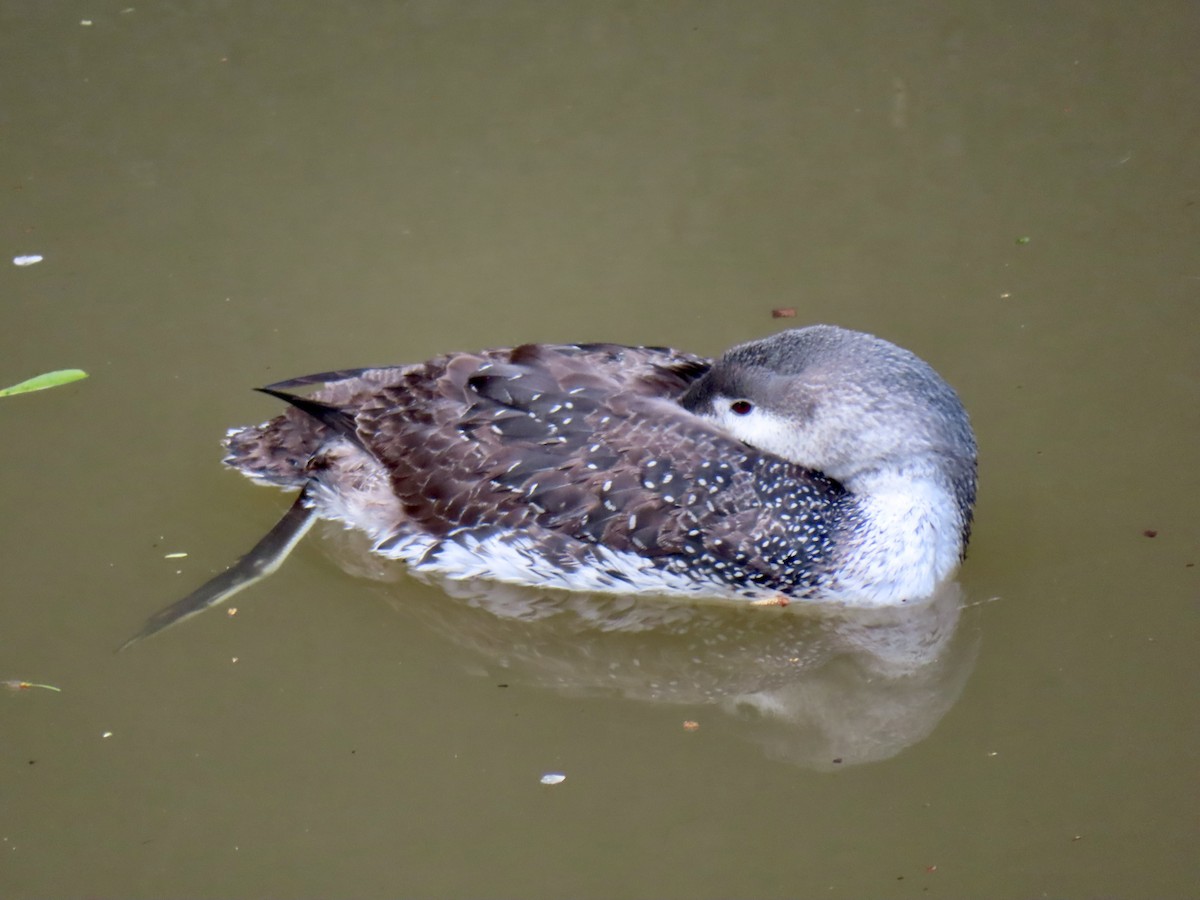 Red-throated Loon - ML615541778