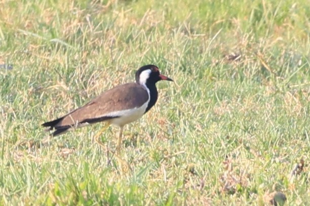 Red-wattled Lapwing - Gannu 03