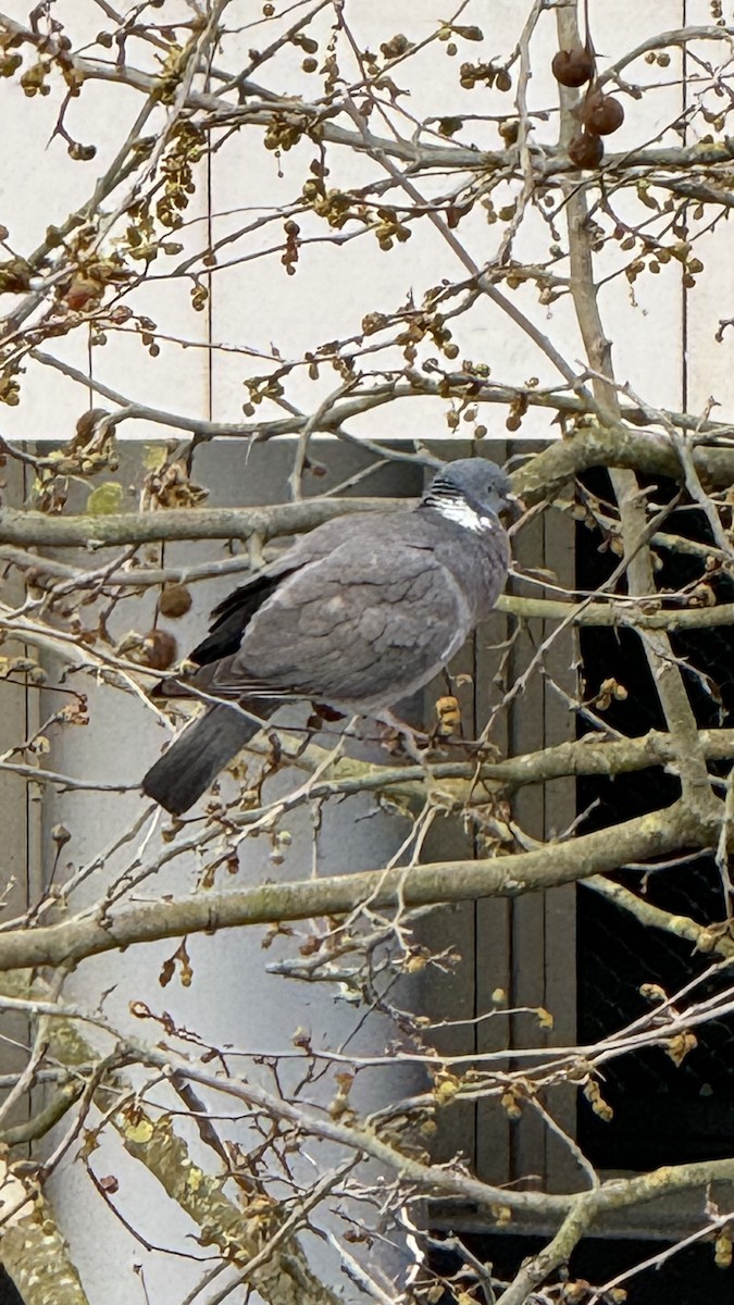 Common Wood-Pigeon - ML615541980