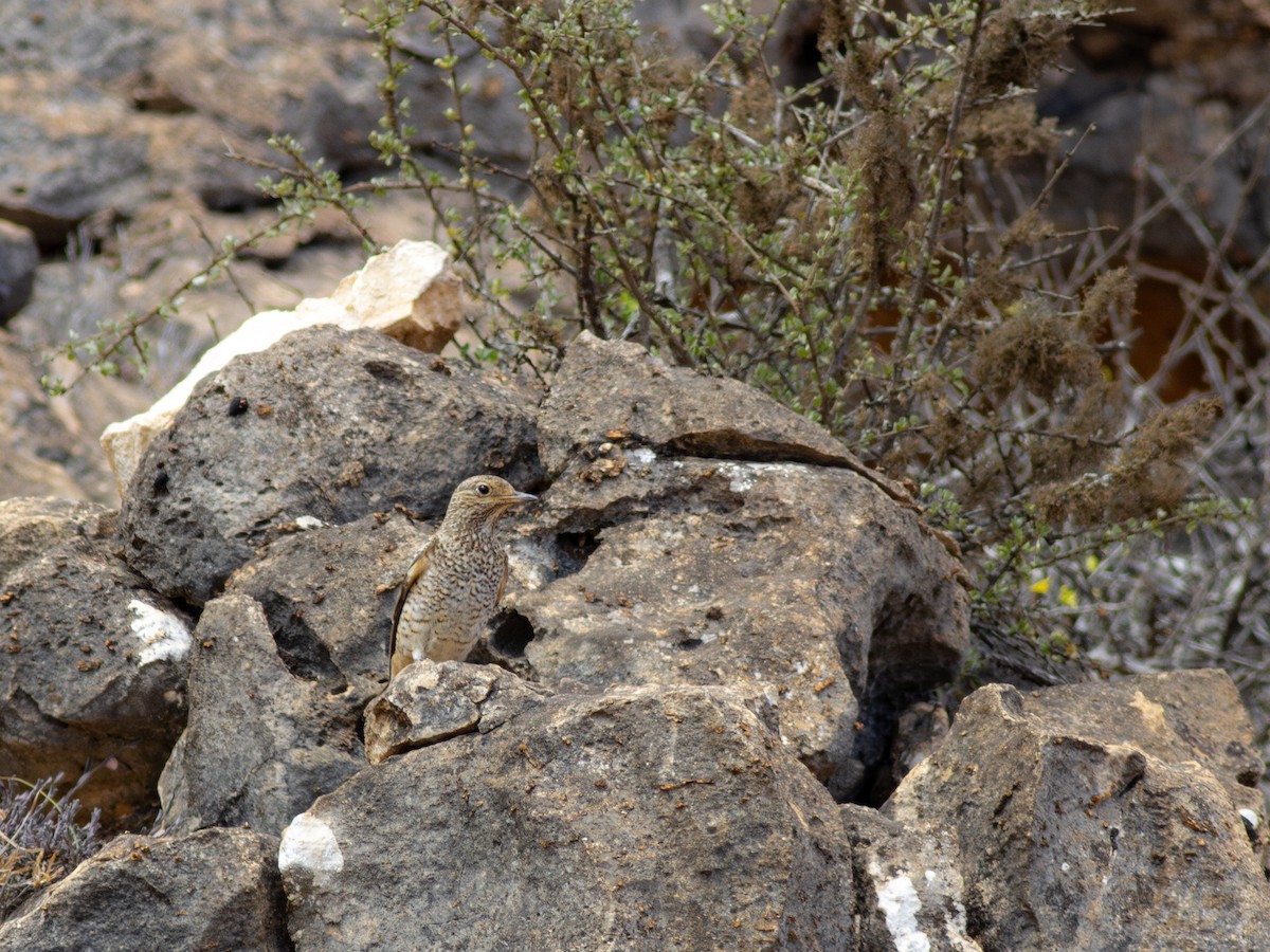 Rufous-tailed Rock-Thrush - ML615542017