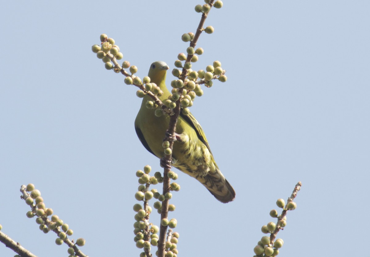Gray-fronted Green-Pigeon - ML615542038