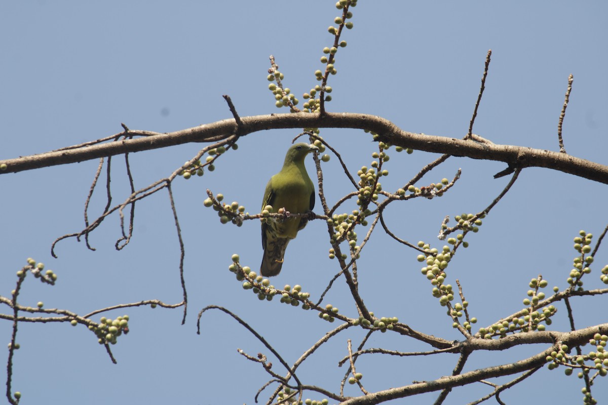 Gray-fronted Green-Pigeon - ML615542039