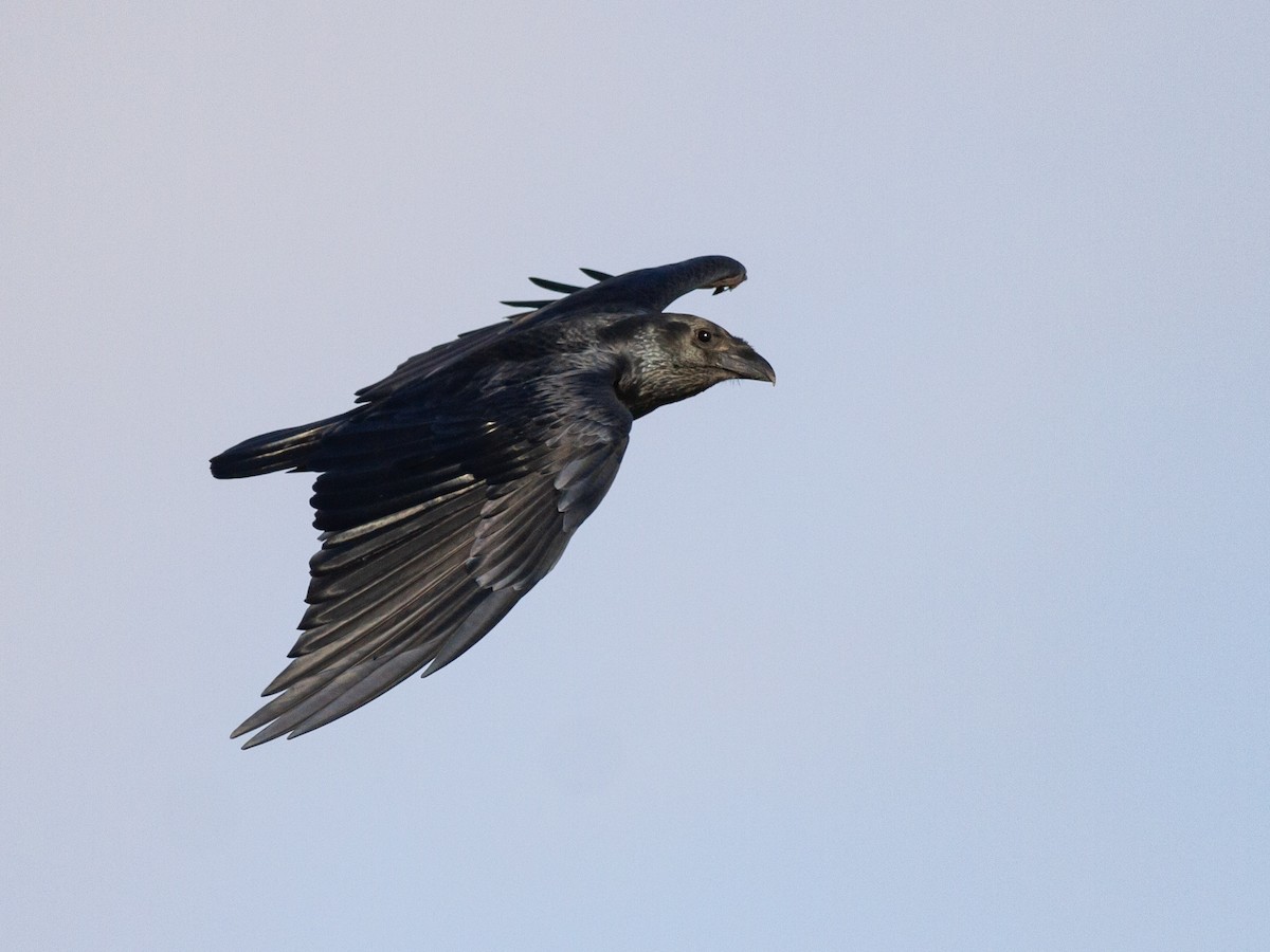 Fan-tailed Raven - ML615542098
