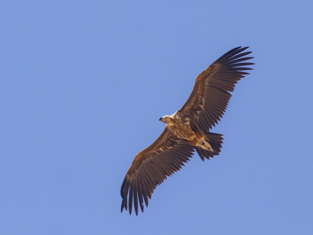 Lappet-faced Vulture - ML615542381