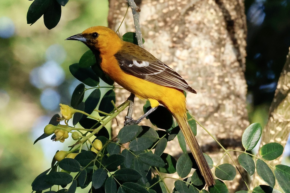 Hooded Oriole - Alison Mews