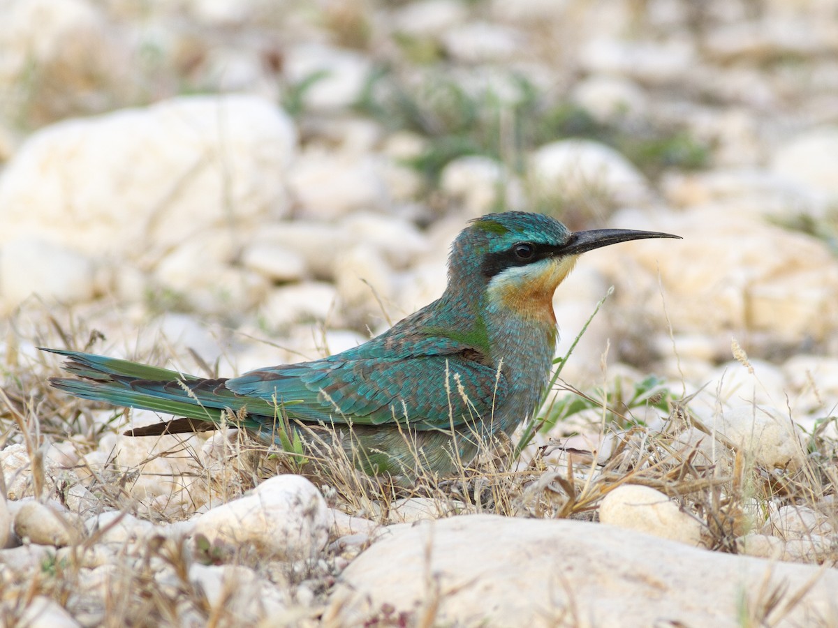 Blue-cheeked Bee-eater - ML615542496