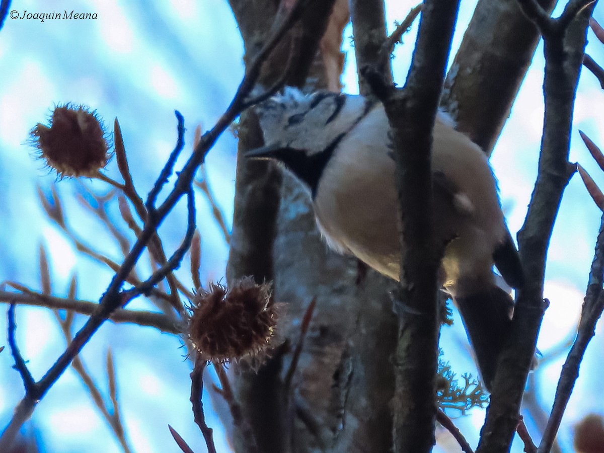 Crested Tit - ML615542536