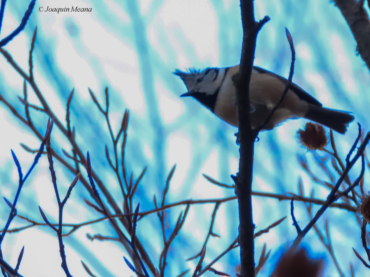 Crested Tit - ML615542538