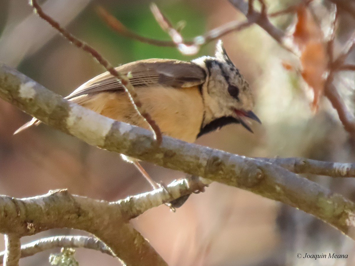 Crested Tit - ML615542570