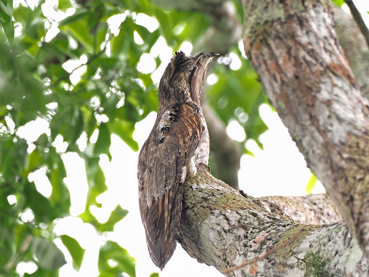 Northern Potoo (Middle American) - ML615542643