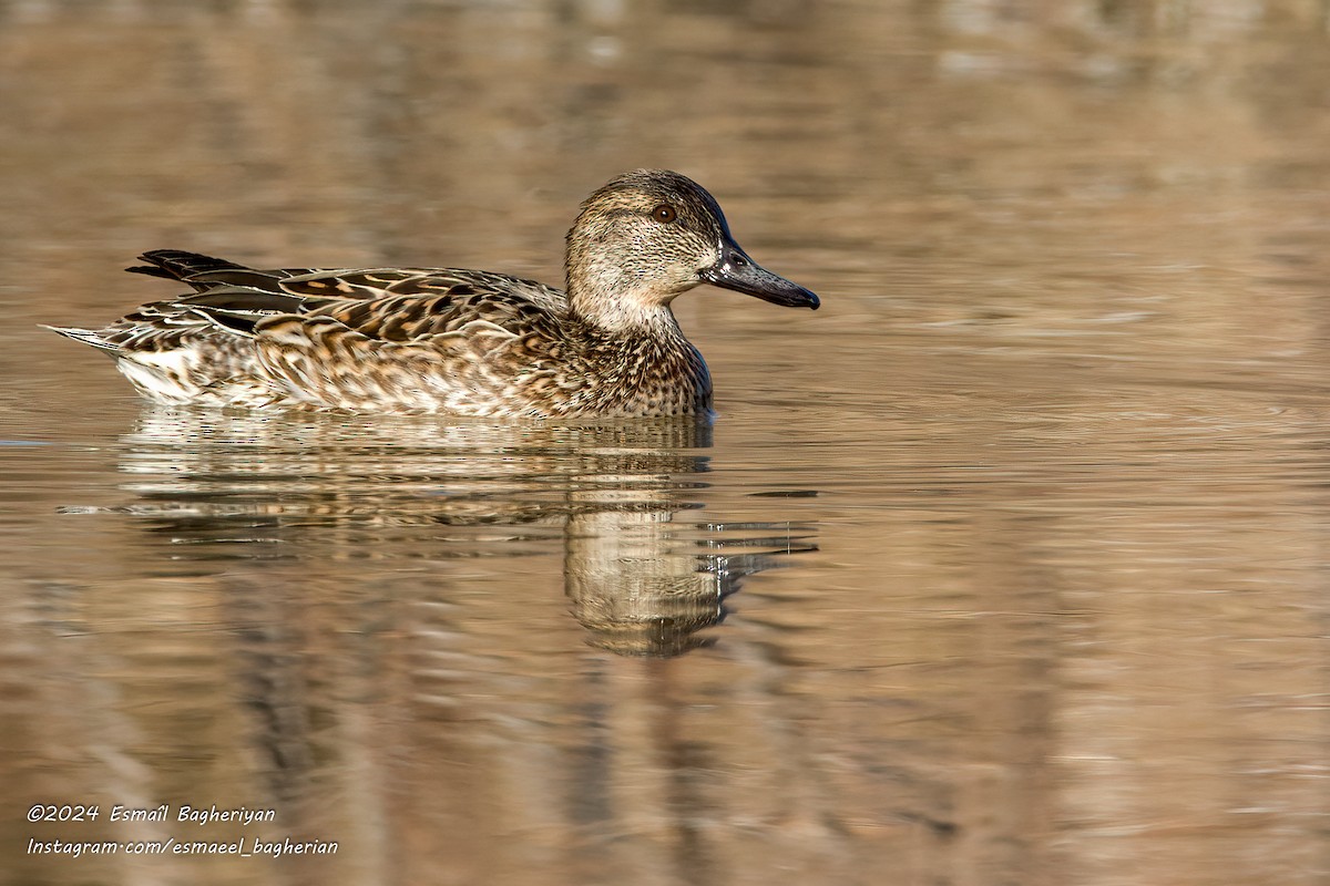 Green-winged Teal - ML615542651