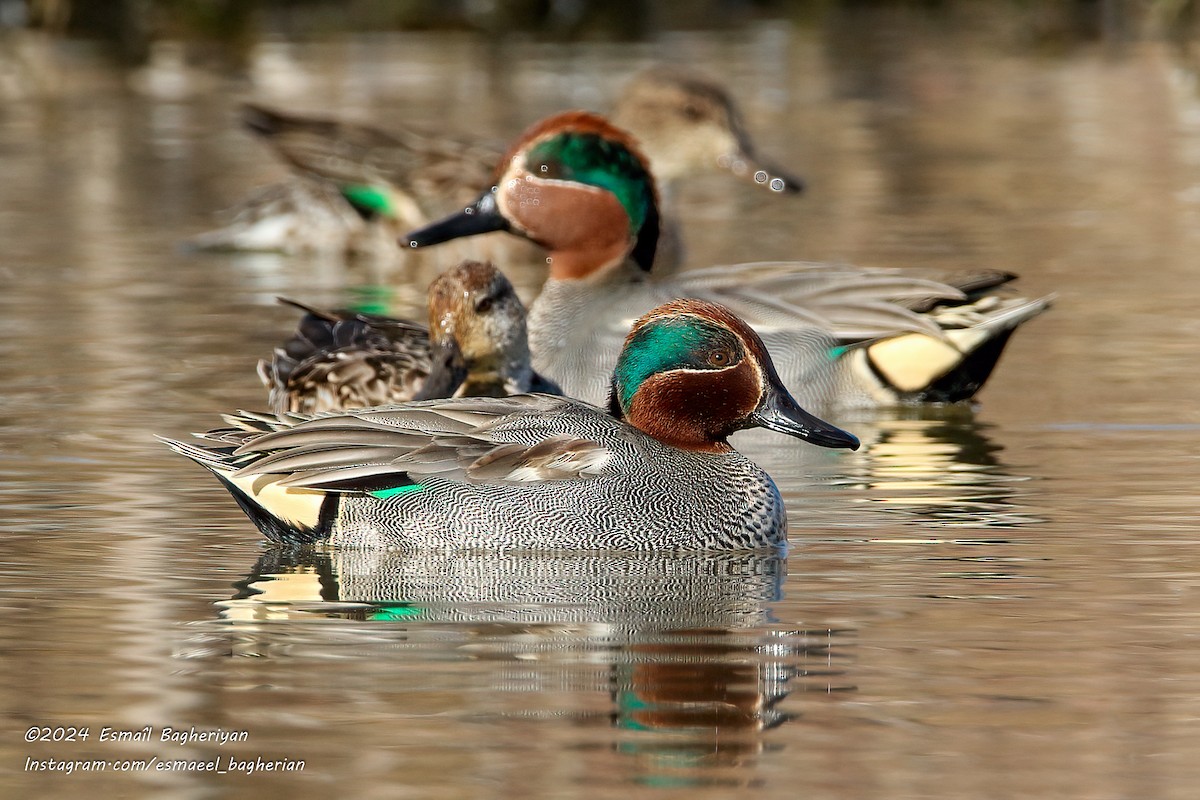 Green-winged Teal - ML615542676