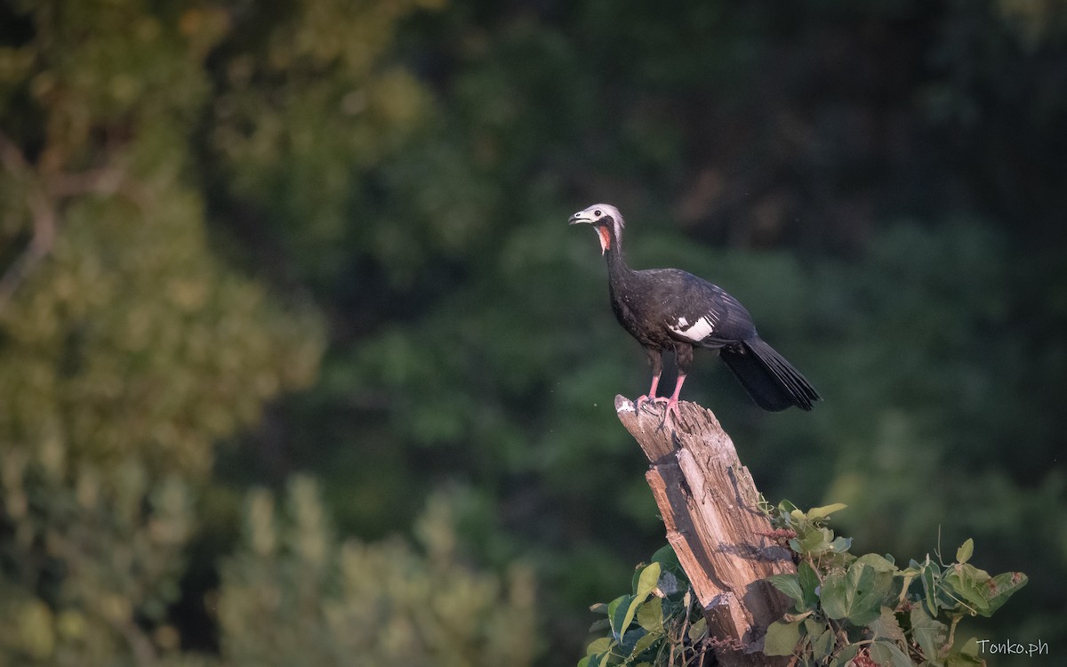 Red-throated Piping-Guan - ML615542772