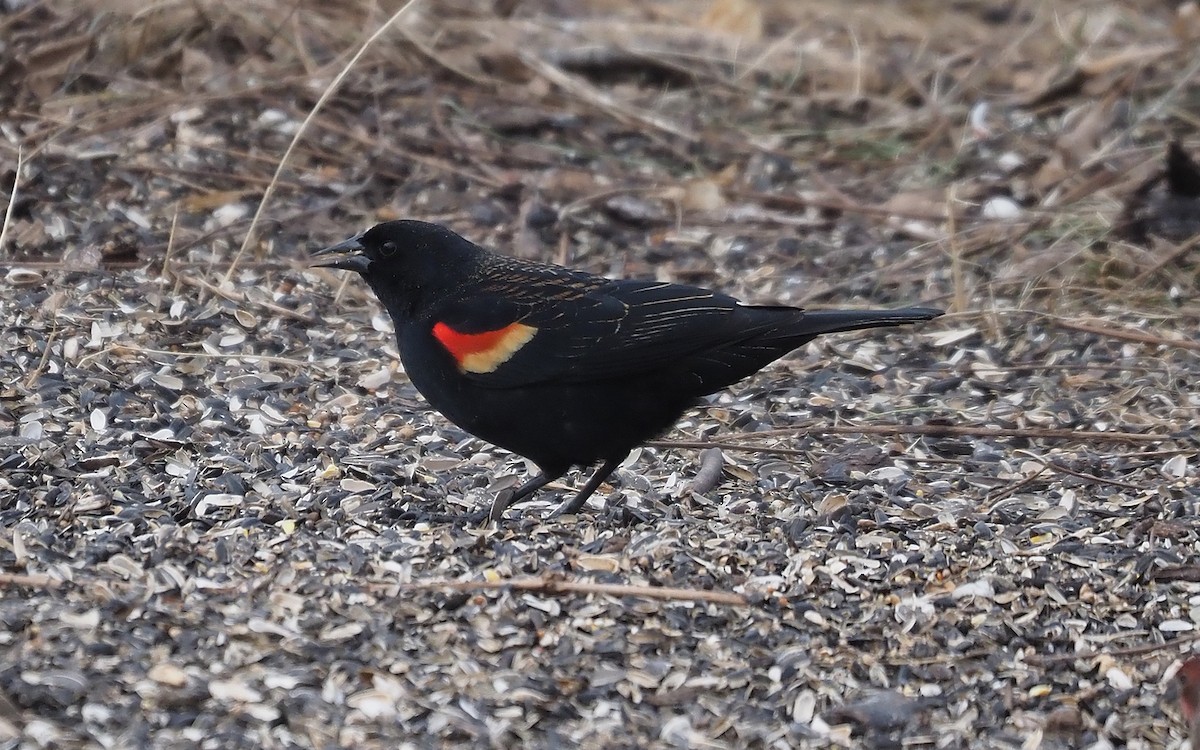 Red-winged Blackbird - ML615542842