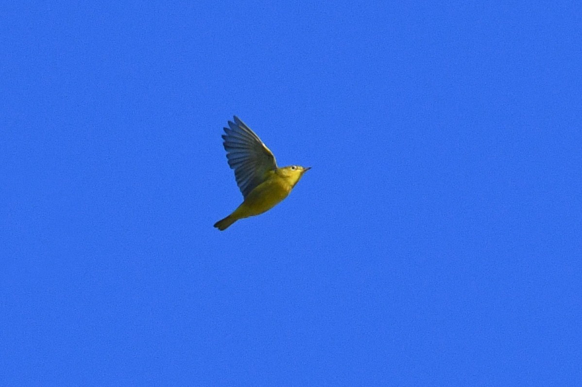 Yellow Warbler - ML615542934