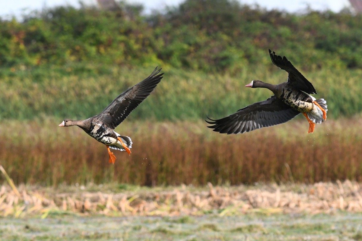 Greater White-fronted Goose - ML615543006