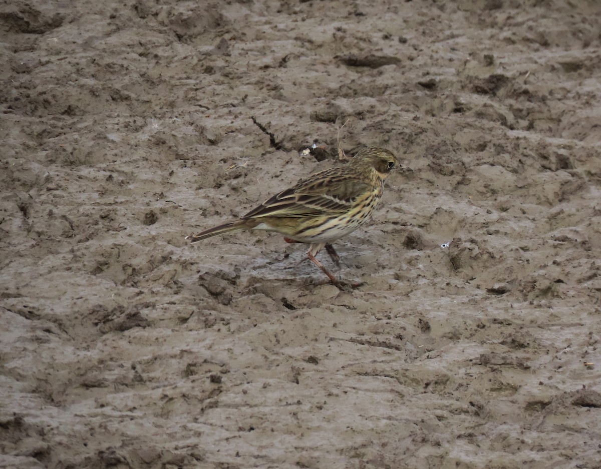 Meadow Pipit - ML615543101