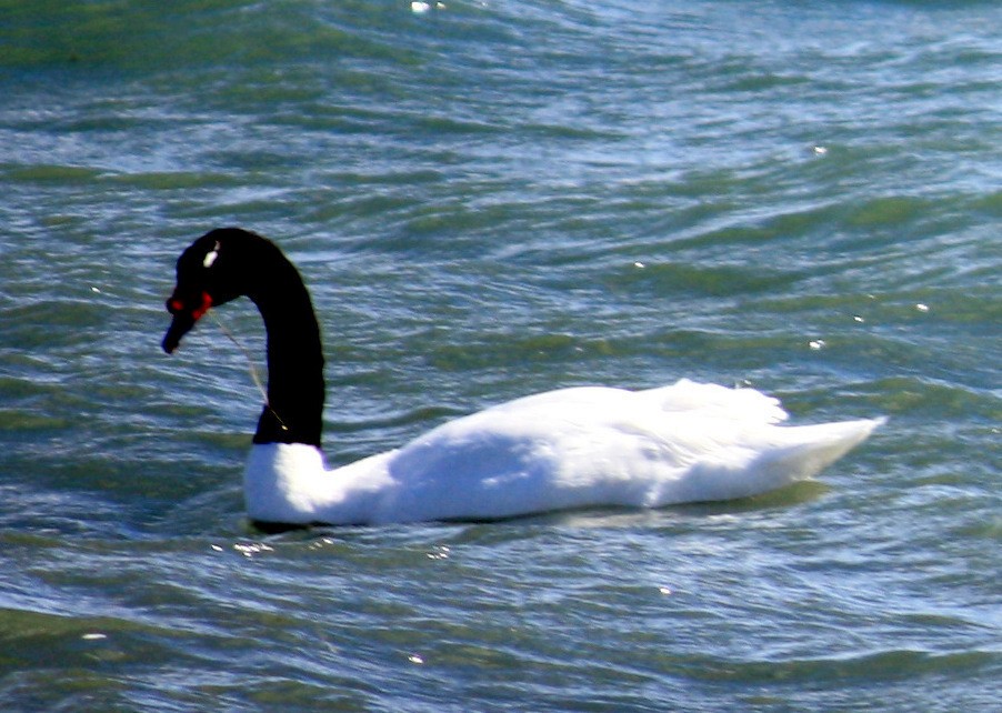 Black-necked Swan - Angela Conry