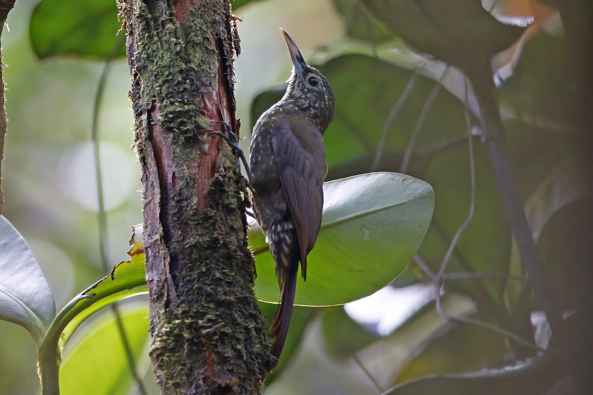 Spotted Woodcreeper - ML615543156
