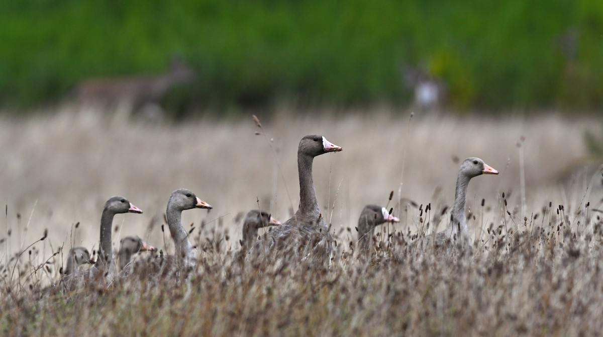 Greater White-fronted Goose - ML615543176