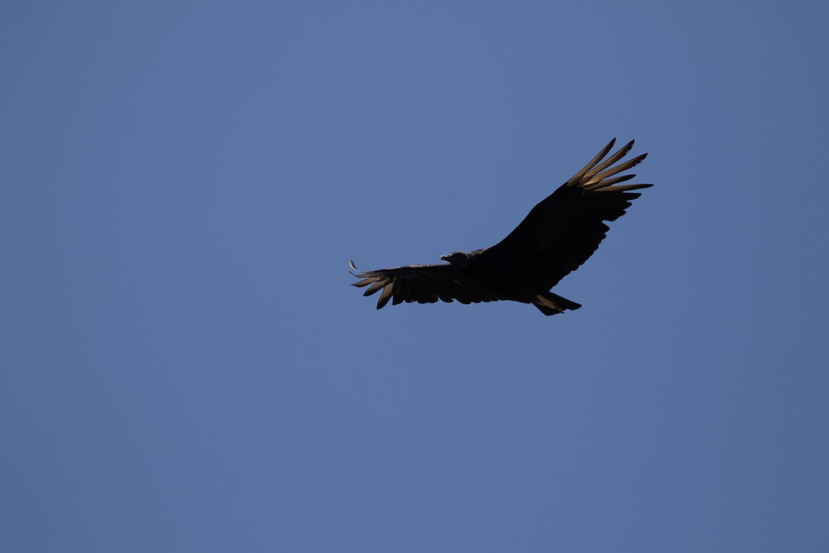 Black Vulture - Mhairi McFarlane