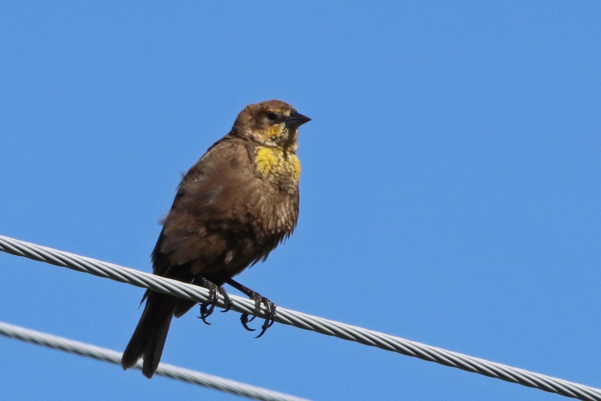 Yellow-headed Blackbird - ML615544379