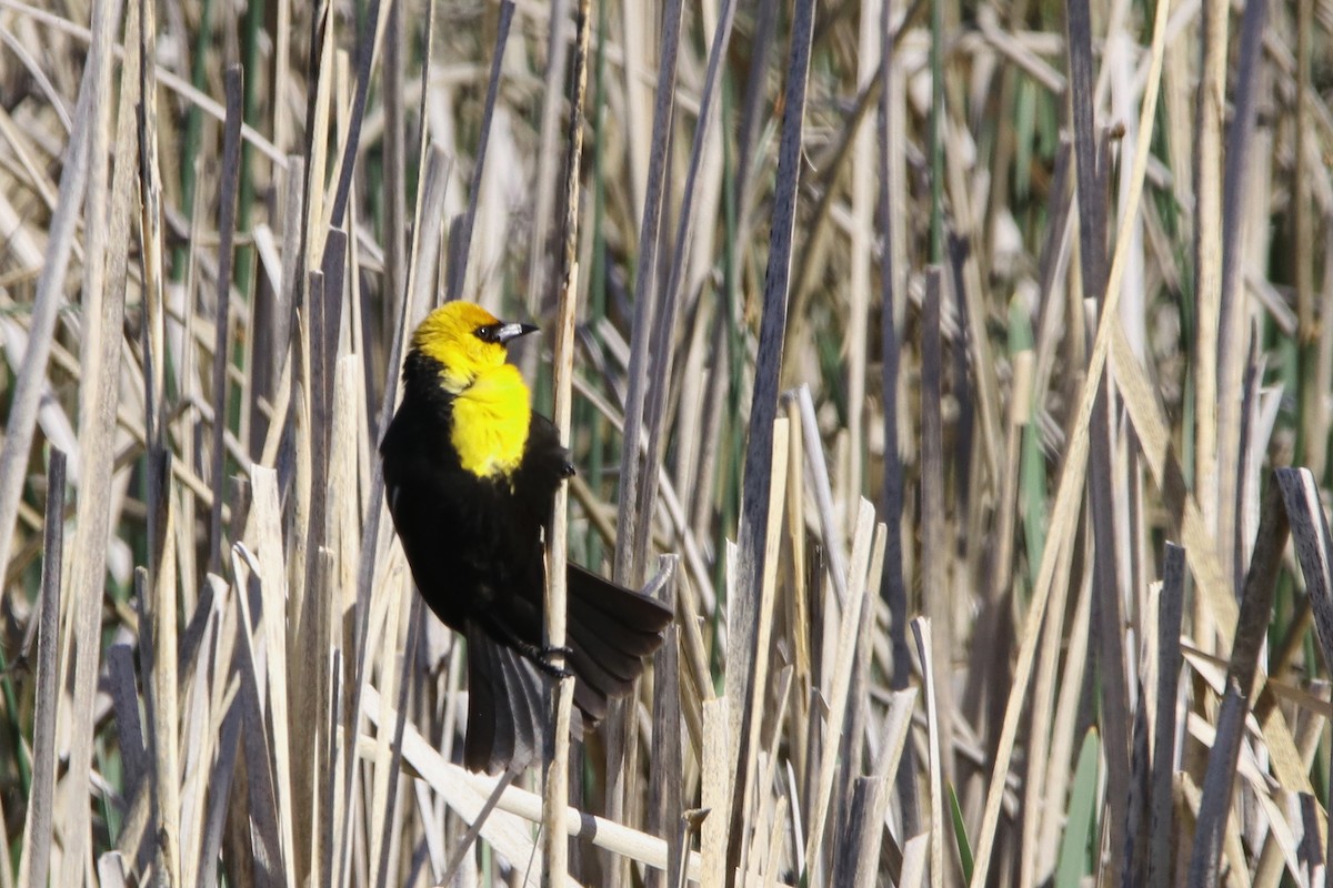 Yellow-headed Blackbird - ML615544380