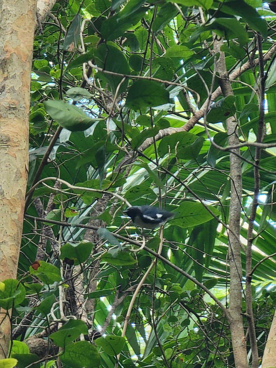 Black-throated Blue Warbler - ML615544383