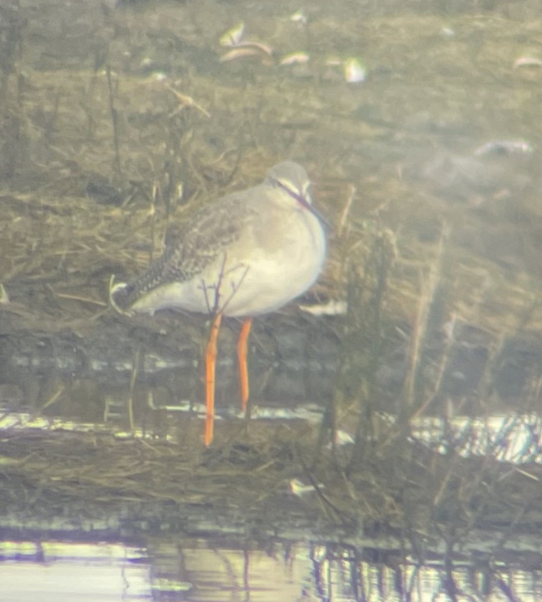 Spotted Redshank - ML615544433