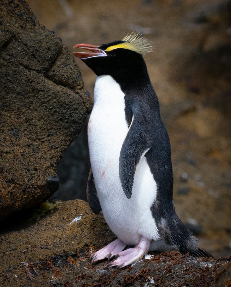 Erect-crested Penguin - Nigel Hacking