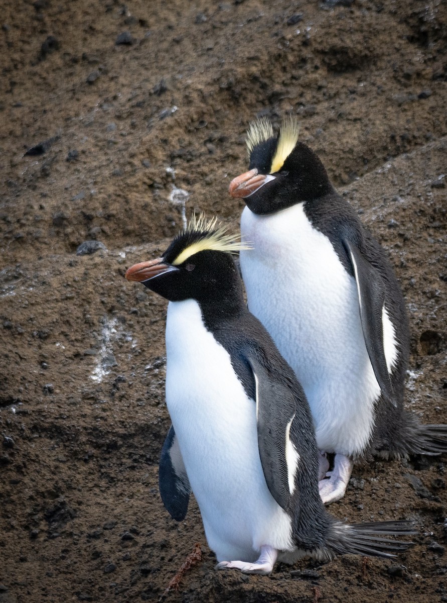 Большехохлый пингвин - ML615544494