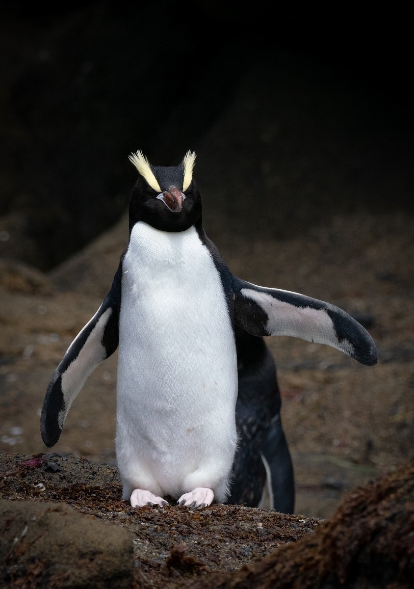 Erect-crested Penguin - Nigel Hacking