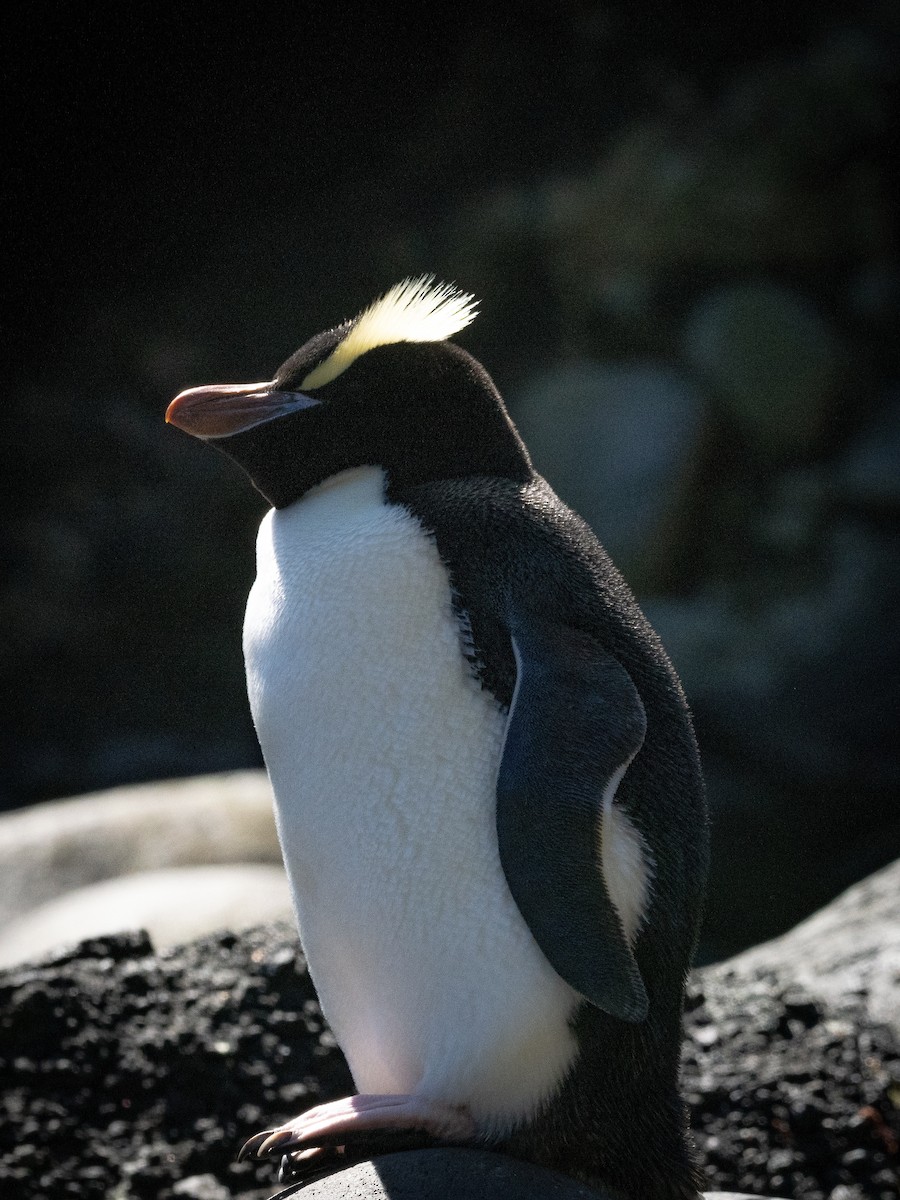 Большехохлый пингвин - ML615544497