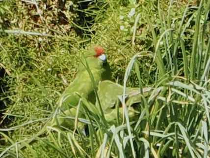 Red-crowned Parakeet - ML615544622